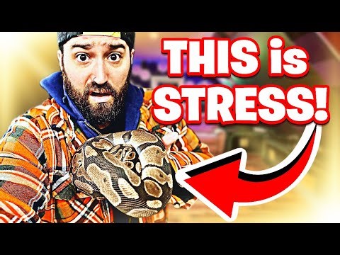 YOUR Snake is STRESSED and YOU Don't Even REALIZE it!