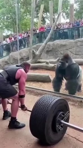 Strong Man Fails to Lift Weights While Gorilla Laughs