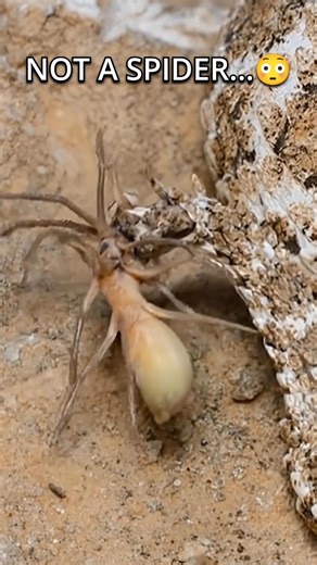 This Snake Uses a Fake Spider to Hunt 😳 (Insane Trap)