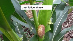 How to grow corn in your garden