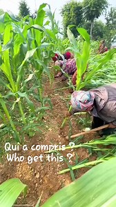 1.1M views · 7.3K reactions | Maïs | Agro-Food FM | Facebook