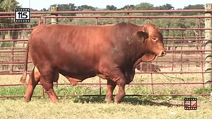 Les presentamos el nuevo refuerzo de Real Beefmaster! 👑 Red King 👑 Un inbreeding con líneas de L2 Captain Sugar y Peggy Sue. Esperamos que sea de su agrado y estamos a la orden. "Buena genética significa buena economía" - Tom Lasater Live Oak Beefmaster Breeders Association | Real Beefmaster - Venta de Beefmaster en Mexico