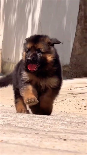 8810623046 German Shepherd long coat puppy booking open 🐕 strong guard line contact now fast