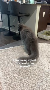 226K views · 4.9K reactions | Phase 2 in progress #cats #catintroduction #bondingcats #mainecoon #ragdoll #kittens #kittenintroduction #catbehavior #catproblems #friendlycat #fightingcats | The Lexi Bunch | Facebook