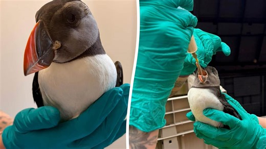 Storm-battered puffins being nursed back to health