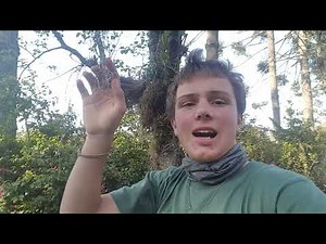 How to grow Spanish moss