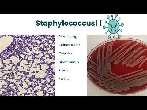 Staphylococcus Made Easy 🔬 - Morphology, Culture, Biochemical Tests and MCQs (Part 1)