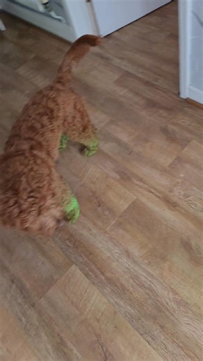 Mam is testing out her new dyson again ! I have never known her to hoover so much since she got this new toy🤣 I not fussed about apart from my feet turning green tut | Cockapoo called Teddy
