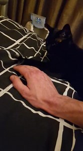 💜Receiving updates like this are what makes the heartaches of rescue so worthwhile. Salem, being an older girl, and black was destined to be overlooked in favour of younger, prettier cats. But her new Dad, Mark, saw her beauty, and snapped her up, he couldn't wait to take her home because he had fallen head over heels for this beautiful house panther. We would say, judging by the video evidence, she feels exactly the same way about her Dad 🐾💜 | Freshfields Animal Rescue