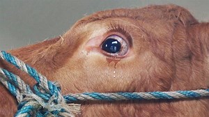 Animal Slaughter - The Madness Behind Killing Animals For Food (Video)