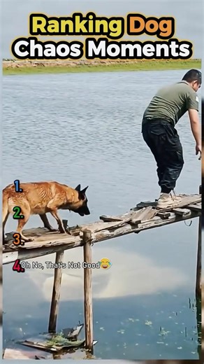 Ranking Dog Chaos Moments 🐶😂 #shorts