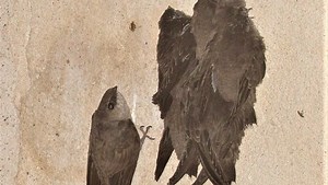 Chimney swift population in decline; join Swift Night Out in Two Rivers Aug. 13