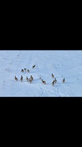 46K views · 328 reactions | Cute Mongolian gazelles (or so-called yellow sheep) are spotted on the snow-covered grassland in Arxan City of Inner Mongolia Autonomous Region. They are the first-classs protected wildlife in China and are under good protection. 歷❄ #Wildlife #Gazelle #Snow | Across Inner Mongolia | Facebook