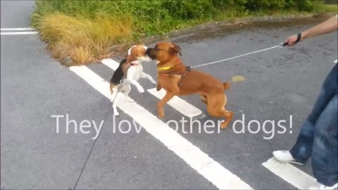 Beagle personality compilation you’ll fall in love with