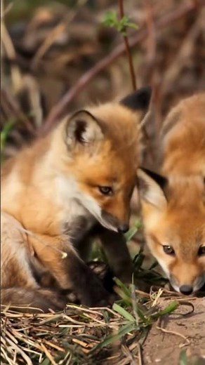 Adorable Baby Foxes in the Wild | Playful Red Fox Kits Up Close