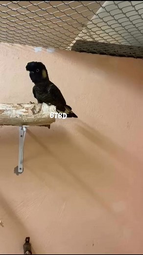 Cutie pie 🥰 Not for Sale #Nature #birdslover | Birds Trading BD