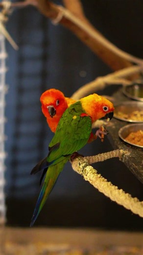 Beautiful Home Bird Aviary Setup | Natural Light Design | Cockatiel & Conure Friendly