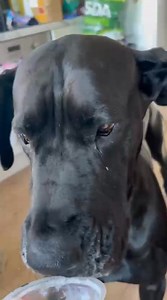 I am so proud of my daughter, she is a wonderful mother to Eli, a wonderful step mum to Jade, even through worrying adverse times, she has continued to treasure her work, and appreciate those animal bonds, enjoy your maternity leave Holly Pops, I love you to the moon and back and so look forward to Joey's arrival xxxxx | Diane Marie