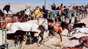 1.1M views · 14K reactions | Lawrence de Arabia libera 500 caballos. Eso es una gran cantidad de caballos | Boxoffice - Mejores escenas de películas | Facebook