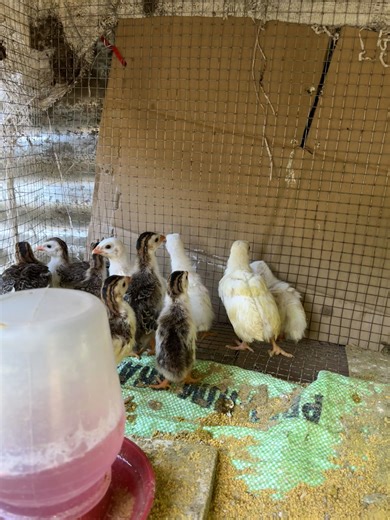 Happy Farming in Pangasinan: Kate's Backyard Adventure