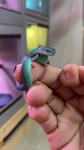 Newborn Blue Viper Snake: An Exciting Arrival!