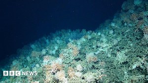 Life thriving on UK's biggest underwater mountains