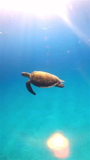 Beautiful Sea Turtle Swimming in the Light Blue Ocean