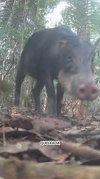 Câmera no Chão da Floresta Amazônica — Animais e Aves Incríveis Capturados Dia e Noite
