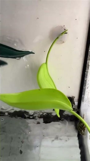 アカメアマガエル Agalychnis callidryas Red-eyed tree frog #shorts #shortsvideo