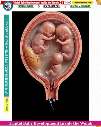 Triplet Baby Development Inside the Womb #baby #newborn #pregnant #pregnancy #nursing #science #neet