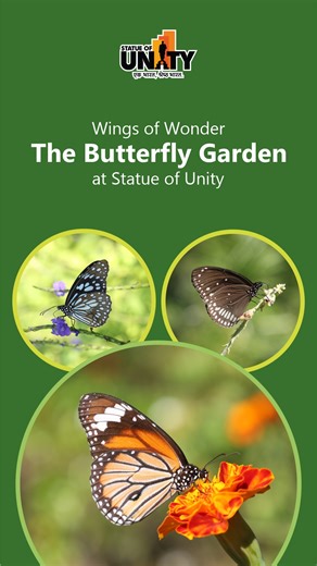 2.1K views · 42 reactions | Wings of Wonder: The Butterfly Garden at Statue of Unity Discover the vibrant Butterfly Garden at the Statue of Unity, home to over 100 species of butterflies, surrounded by lush greenery and colorful flowers.#WingsOfWonder #MagicalButterflies #ButterflyGarden #StatueOfUnity #EktaNagar #150YearOfSardarPatel | Statue of Unity | Facebook