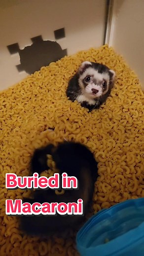 Chonky Ferret Buried in Macaroni Cheese