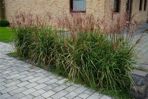 Traviny v zahradě: 3 druhy pro krásný a vzdušný živý plot“