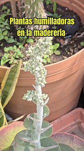 #plantas #suculentas #cactus #coleccion | Plantástico