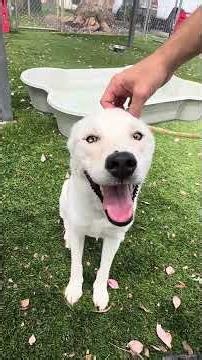 NEW A5794352 Linda | Labrador Retriever Mix