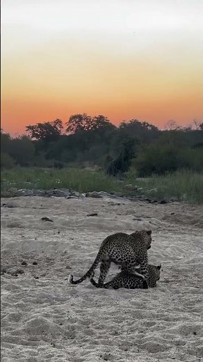 Leopard mating under African sunset—Welcome to African Safari Guide.