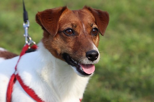 The Best Jack Russell Terrier Names - Male & Female Dog Names