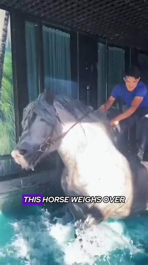 Understanding the Handling of Belgian Draught Horses