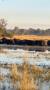 Incredible sight of huge herds of #buffalo!!! A buffalo is believed to be a cross of an ox and a cow, it is a verge huge African bovine and among the big five animals. #Buffalo are considered one of the most dangerous animals in Africa and predators like #lions are most wary of. Buffalo have a reputation of lying in wait for pursuers and charging at the last minute. Old bulls that have left the herd tend to be the more aggressive. 🎥 Scotthymanphoto #africansafari #capebuffalo #buffaloherd #wild