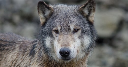 Video Reveals How Far Wolves Will Go to Steal a Meal