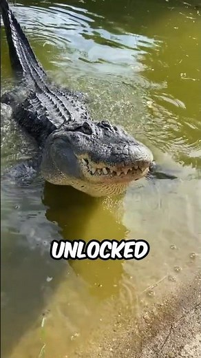 Crocodile learns a new hunting technique. #facts #animalfacts #wildlife