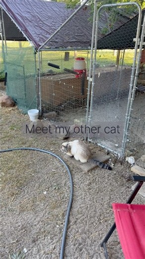 Meet Mia, one of my other #cats #catvideos # #homestead #farmlife