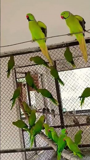 Raw Parrot Calling | Parrot Sound | Parrot 🦜🦜🦜 #parrot #birds