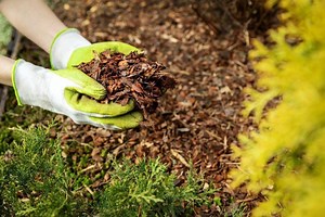 Expert reveals how mulching can nourish and protect your garden