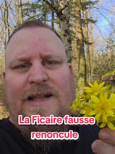 La ficaire fausse renoncule ( Ficaria verna ) est une plante fascinante que tu peux découvrir à travers cette vidéo avec moi. Alors ? Comment est ton peteux mon Pral ? #newcreator #plante #nature #Vie #LeMoineDesBois