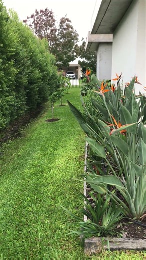 Cuáles Son Las Mejores Plantas Para Hacer Un Cerco Vivo En La Parcela