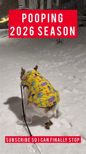 POOPING DOG. NEW SEASON 2026