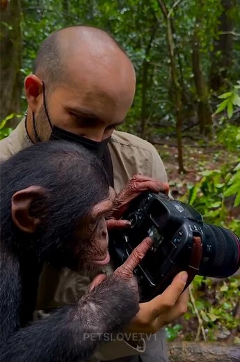 Incredible Intelligence of Chimpanzees Revealed