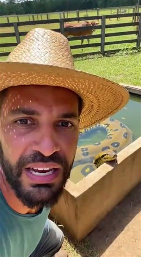 Sucuri no bebedouro das vacas 😱🤯 #sucurigigante #serpente #animals #fypシ゚viral #cobra #sospantanal