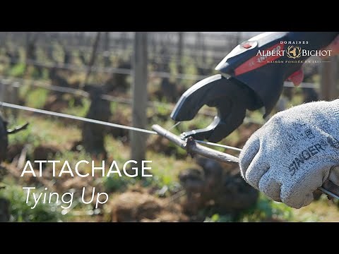 Attachage de la vigne - Maison Albert Bichot